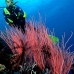 seawhip_sr_v_0705_png0191.jpg